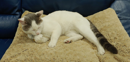 Bicycle Store «Trek Bicycle Store Greensboro», reviews and photos, 1209 Battleground Ave, Greensboro, NC 27408, USA