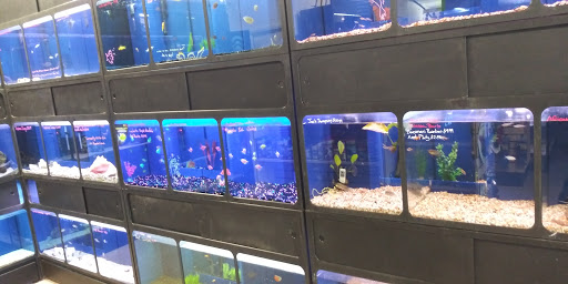 Alfa Aquatic Arts (Formerly Purrfect Aquarium)