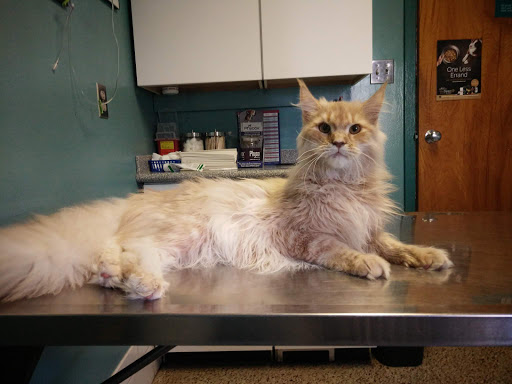 Pet Supply Store «Pet Supermarket», reviews and photos, 3201 Macon Rd #163, Columbus, GA 31906, USA