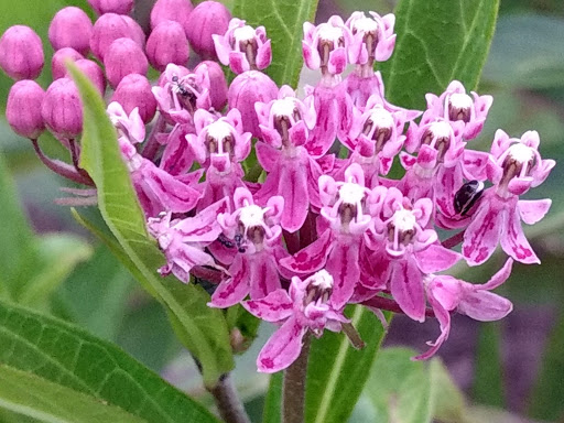 Park «Pioneer Park», reviews and photos, 10505 Deerfield Rd, Montgomery, OH 45242, USA