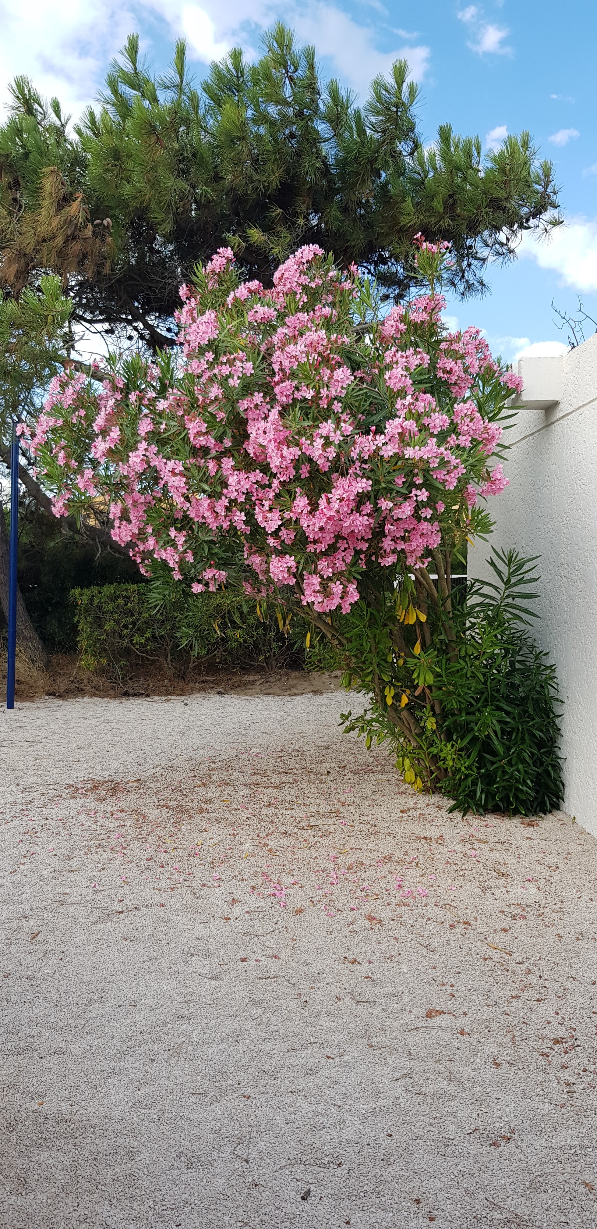 Photo n° 2 de l'avis de Sou.o fait le 18/07/2020 à 20:11