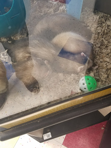 Pet Supply Store «Petco Animal Supplies», reviews and photos, 1415 E Warner Rd, Gilbert, AZ 85296, USA