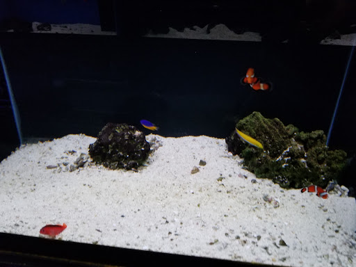 Tropical Fish Store «Seascape Aquatics», reviews and photos, 5038 Academy Blvd N, Colorado Springs, CO 80918, USA