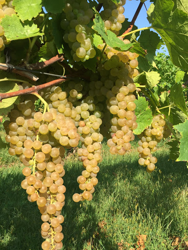 Winery «Halbrendt Vineyard & Winery», reviews and photos, 1150 Evergreen Way, Orrtanna, PA 17353, USA