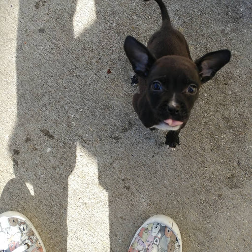 Animal Protection Organization «Greenville Humane Society», reviews and photos