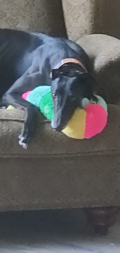 Pet Adoption Service «Greyhounds as Pets», reviews and photos, 2600 W 5th St, Jacksonville, FL 32254, USA