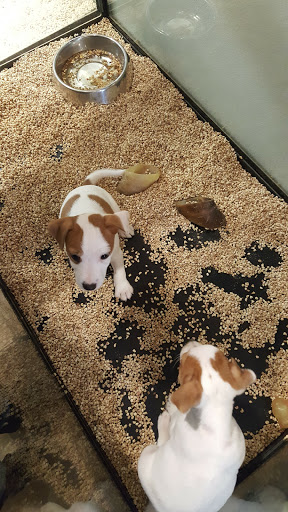 Pet Store «Critter Cabana», reviews and photos, 516 E 1st St, Newberg, OR 97132, USA