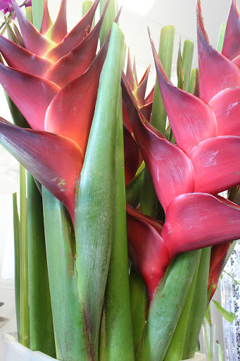 Florist «Amazing Flowers Miami», reviews and photos, 252 Sunny Isles Blvd #2b, Sunny Isles Beach, FL 33160, USA