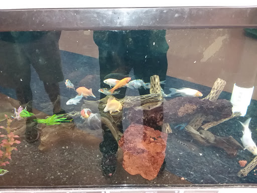 Pet Supply Store «Petco Animal Supplies», reviews and photos, 1753 St Lucie W Blvd, Port St Lucie, FL 34986, USA