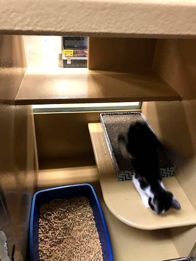 Pet Supply Store «PetSmart», reviews and photos, 9905 E Independence Blvd, Matthews, NC 28105, USA