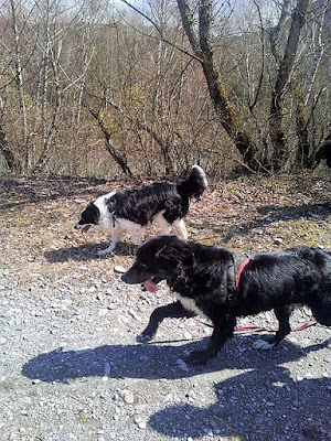 Cani'Alpes à Jarrie