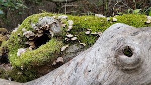 Big Canyon Park - photo 11
