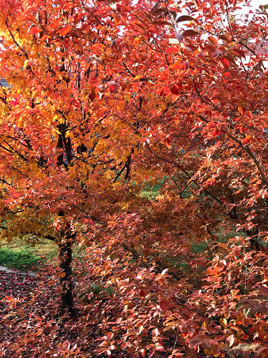 College «Sacramento City College», reviews and photos