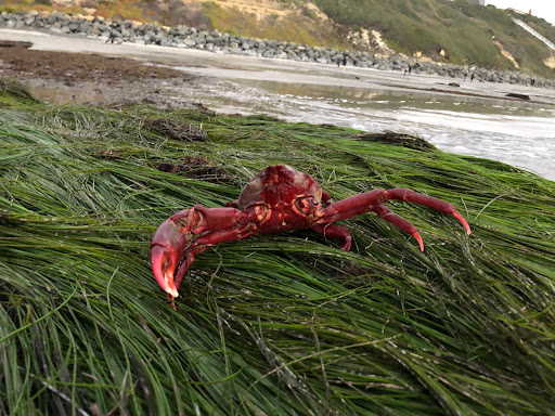 State Park «Moonlight State Beach», reviews and photos, 400 B St, Encinitas, CA 92024, USA