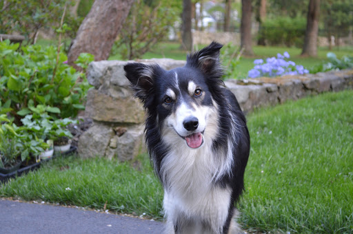 Bankruptcy Attorney «Attorney Mark Buckley, CFP», reviews and photos