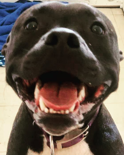 Pet Boarding Service «Howliday Inn Suites & Treats Pet Resort», reviews and photos, 1 Davis Ct, Hurricane, WV 25526, USA