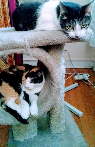 Oak Park Animal Hospital Ltd image