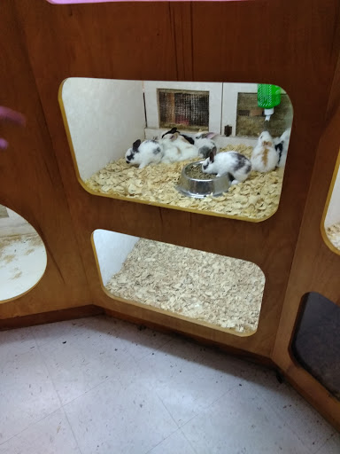 Pet Store «Forever Pets Inc», reviews and photos, 1030 Basse Rd, San Antonio, TX 78212, USA