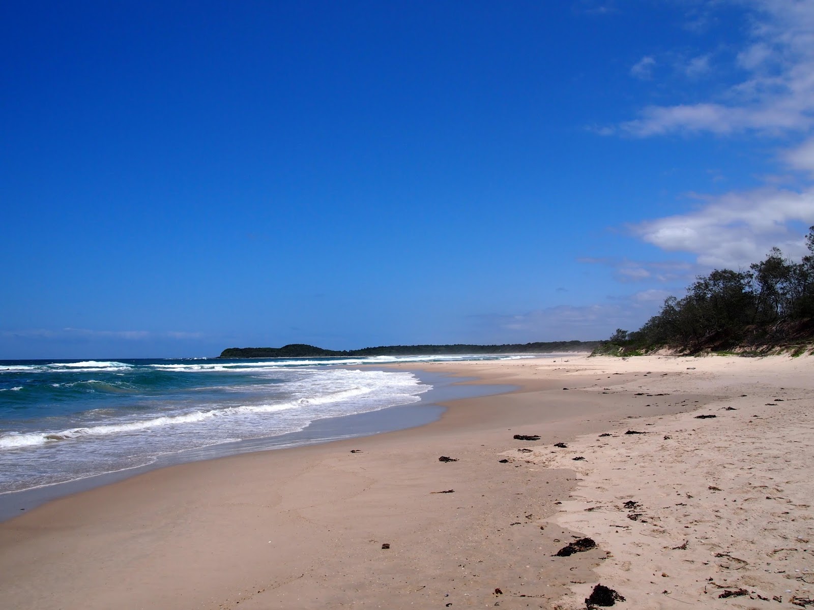 Bluff Beach'in fotoğrafı vahşi alan