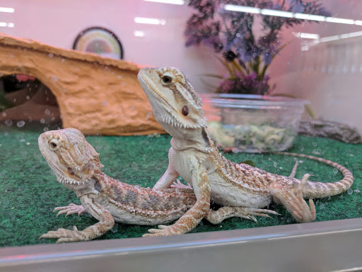 Pet Supply Store «Pet Supplies Plus», reviews and photos, 2927 Riley Fuzzel Rd #400, Spring, TX 77386, USA