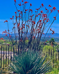 Horticulture Unlimited, Inc. - Photo 6 - Car repair in Tucson, AZ, Tucson