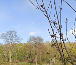 Good Steinberg photo