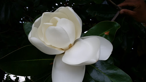 Tourist Attraction «Beale Street Landing», reviews and photos, 251 Riverside Dr, Memphis, TN 38103, USA