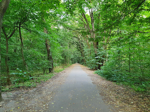 Băneasa Forest