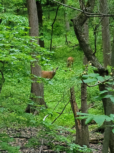 State Park «Brezina Woods», reviews and photos, N La Grange Rd, La Grange Park, IL 60526, USA