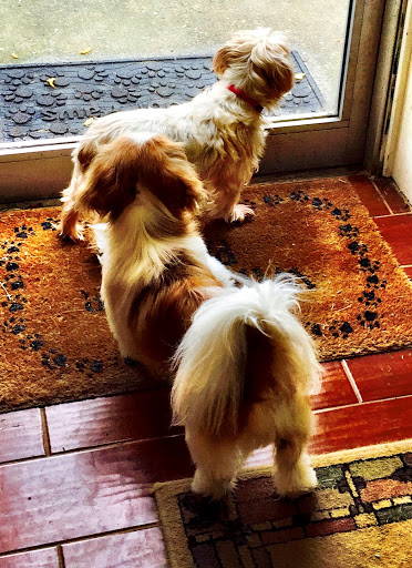 Pet Boarding Service «Howliday Inn Suites & Treats Pet Resort», reviews and photos, 1 Davis Ct, Hurricane, WV 25526, USA