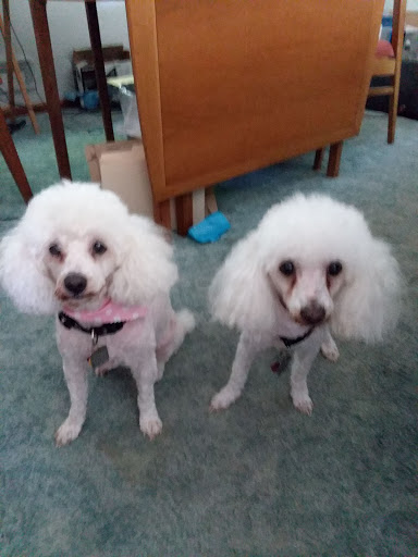 Pet Supply Store «Pet Supplies Plus», reviews and photos, 7570 Pearl Rd, Middleburg Heights, OH 44130, USA