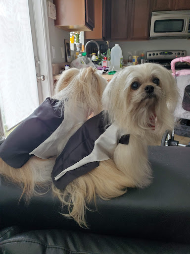 Pet Groomer «Woof Gang Bakery & Grooming Lake Nona - Retail, Grooming», reviews and photos, 10743 Narcoossee Rd, Orlando, FL 32832, USA