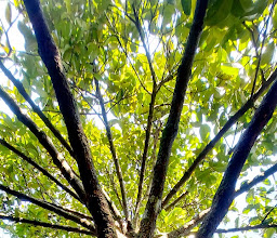 สวน ส.สะมะบูน photo