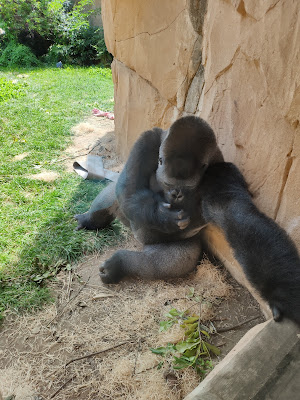 Gorille (22) à Amnéville