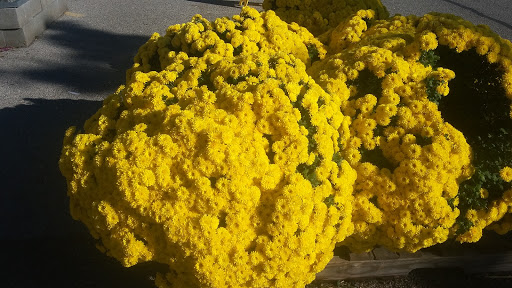 Home Improvement Store «The Home Depot», reviews and photos, 37 Ellisville Towne Centre Dr, Ellisville, MO 63011, USA