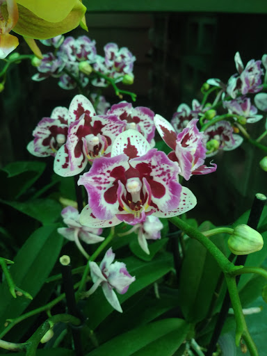 Florist «Thai-Rific Orchids Inc», reviews and photos, 5313 Gulfport Blvd S, Gulfport, FL 33707, USA