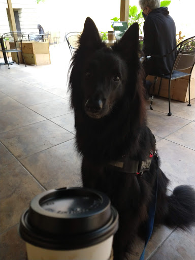 Coffee Shop «MoonBeans Coffee», reviews and photos, 5401 N 10th St #102, McAllen, TX 78504, USA