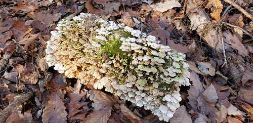 Nature Preserve «Sadsbury Woods Preserve», reviews and photos, Ramblewood Dr & Northwood Dr, Coatesville, PA 19320, USA