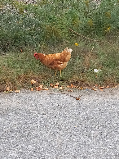 Country Club «Kirkbrae Country Club», reviews and photos, 197 Old River Rd, Lincoln, RI 02865, USA