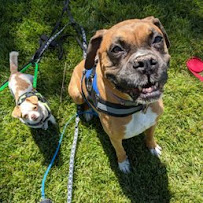 Pawsitive Collective - Photo 5 - Car repair in , Murrieta