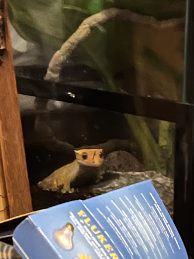 Pet Store «Pets Plus - Lansdale», reviews and photos, 555 S Broad St, Lansdale, PA 19446, USA