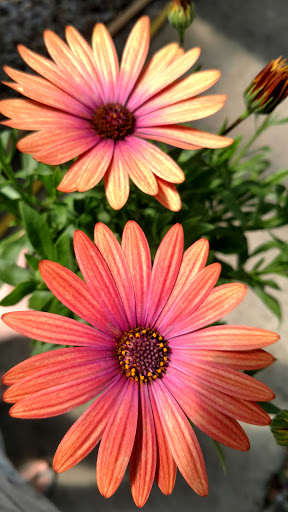 Garden Center «Nanticoke Gardens», reviews and photos, 1543 Union Center Maine Hwy, Endicott, NY 13760, USA