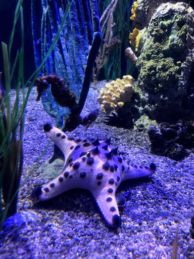 Tropical Fish Store «Hooked On Reefs», reviews and photos, 228 Hibiscus St #1, Jupiter, FL 33458, USA