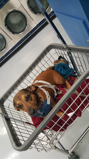 Laundromat «Las Vegas Coin Laundry #5», reviews and photos, 1748 E Charleston Blvd, Las Vegas, NV 89104, USA