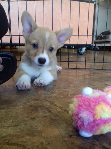 Pet Supply Store «Just Pets», reviews and photos, 8874 Maximus Dr, Lone Tree, CO 80124, USA