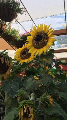 Hardware Store «Orchard Supply Hardware», reviews and photos, 5365 Prospect Rd, San Jose, CA 95129, USA