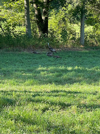Nature Preserve «Elk and Bison Prairie», reviews and photos, Elk & Bison Prairie Rd, Golden Pond, KY 42211, USA