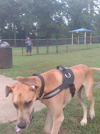 Sunrise Paw Park - Photo 7 - Car repair in Tyler, TX, Tyler