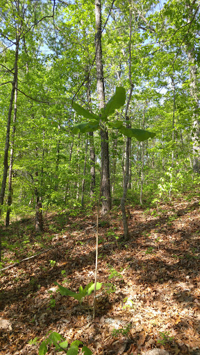 Tourist Attraction «Pettit Environmental Preserve», reviews and photos, 29 Vineyard Rd, Dallas, GA 30132, USA