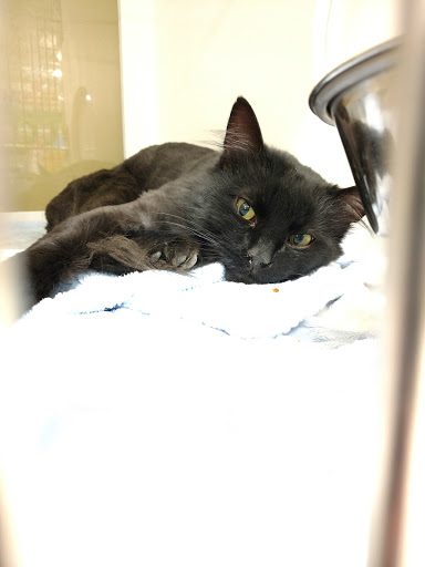 Pet Supply Store «PetSmart», reviews and photos, 15615 E Broadway Ave, Spokane Valley, WA 99037, USA